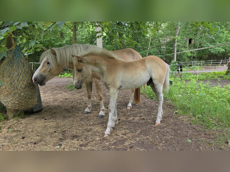 Haflinger Étalon Poulain (03/2024) in Hagenow