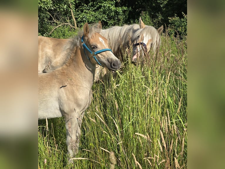 Haflinger Étalon Poulain (03/2024) in Hagenow