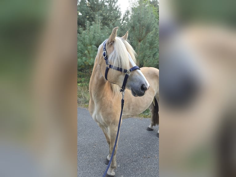 Haflinger Étalon Poulain (03/2024) in Hagenow