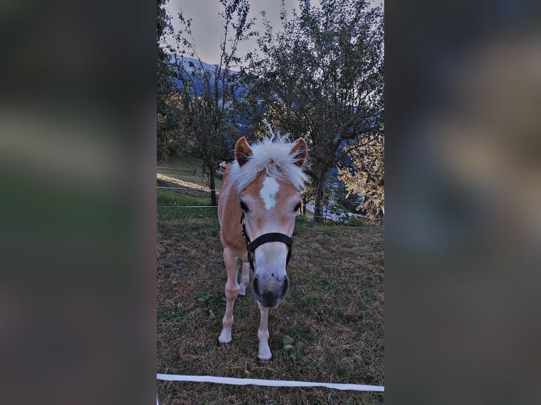 Haflinger Étalon Poulain (03/2024) in Tirol/Zillertal