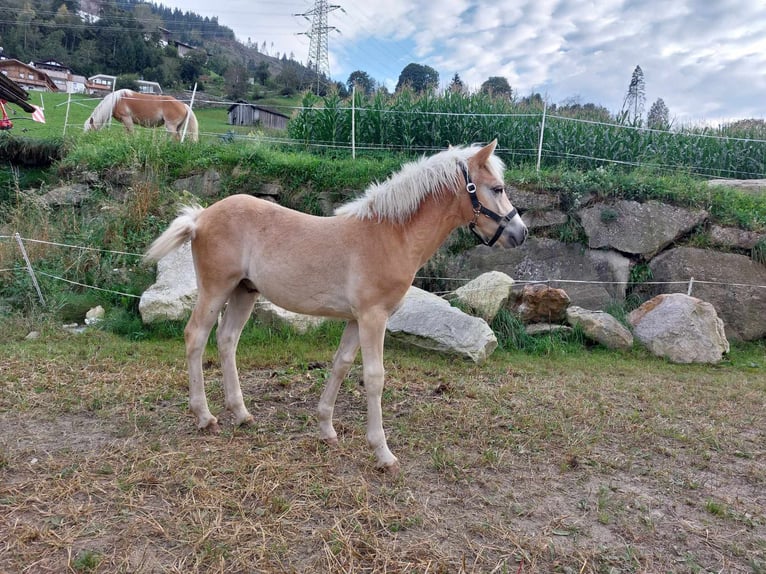 Haflinger Étalon Poulain (03/2024) in Tirol/Zillertal