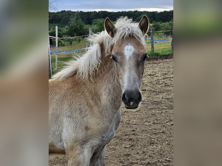 Haflinger Étalon Poulain (03/2024) in Gnadendorf