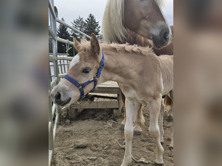 Haflinger Étalon Poulain (03/2024) in Gnadendorf