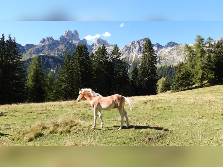 Haflinger Étalon Poulain (04/2025) in Eben im Pongau