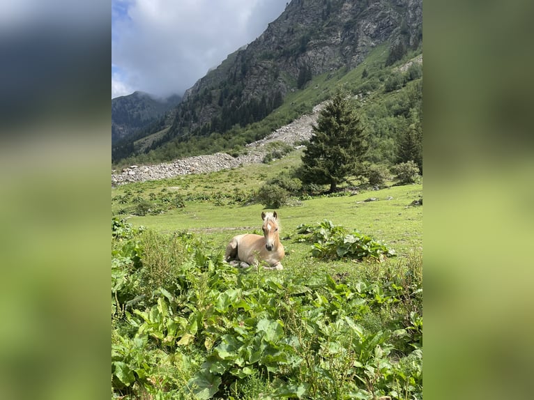 Haflinger Étalon Poulain (04/2026) Palomino in St. Leonhard im Pitztal