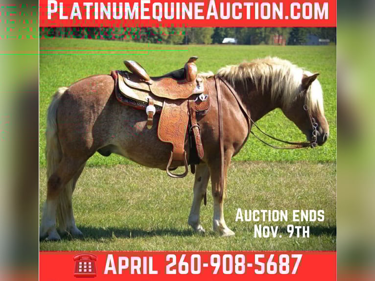 Haflinger Gelding 10 years 13.2 hh Chestnut in Saint Joe IN