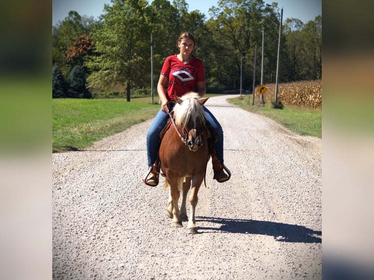 Haflinger Gelding 10 years 13.2 hh Chestnut in Saint Joe IN