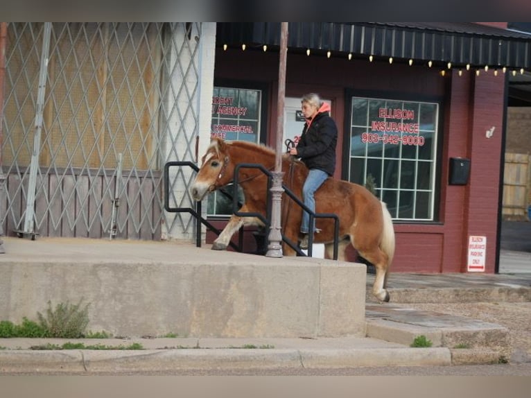 Haflinger Gelding 10 years 13.2 hh Sorrel in Plano