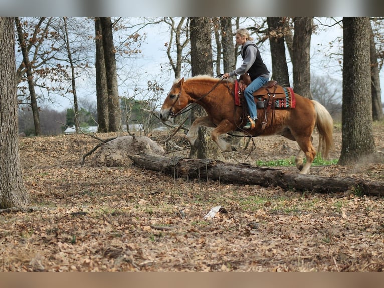 Haflinger Gelding 10 years 13.2 hh Sorrel in Plano