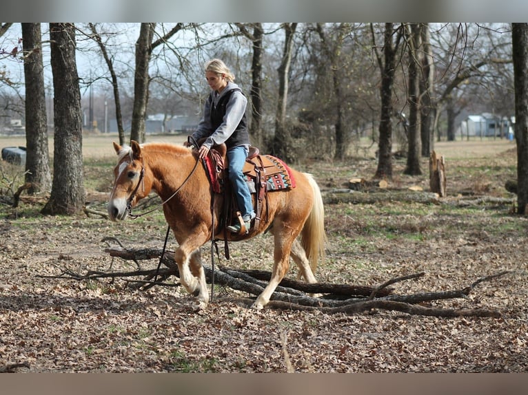 Haflinger Gelding 10 years 13.2 hh Sorrel in Plano