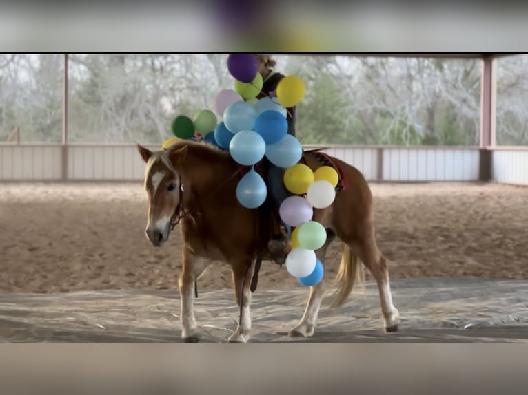 Haflinger Gelding 10 years 13.2 hh Sorrel in Plano
