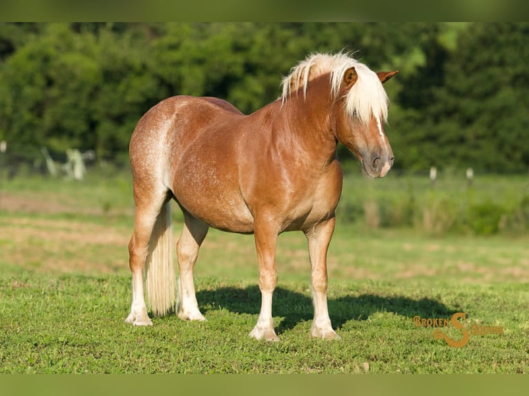 Haflinger Gelding 10 years 13.2 hh Sorrel in Sweet Springs MO