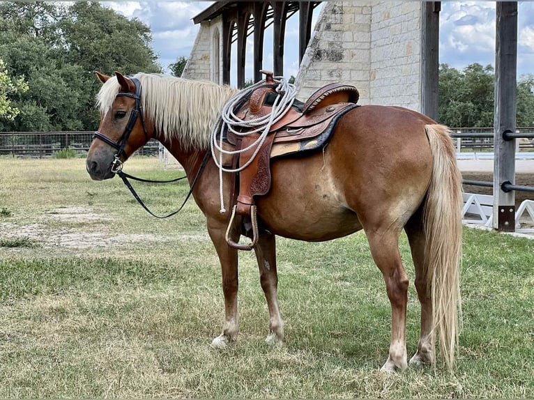 Haflinger Gelding 10 years 13 hh Chestnut in Canyon TX