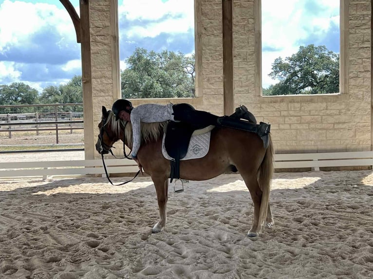 Haflinger Gelding 10 years 13 hh Chestnut in Canyon TX