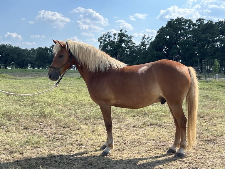 Haflinger Gelding 10 years 13 hh Chestnut in Canyon TX