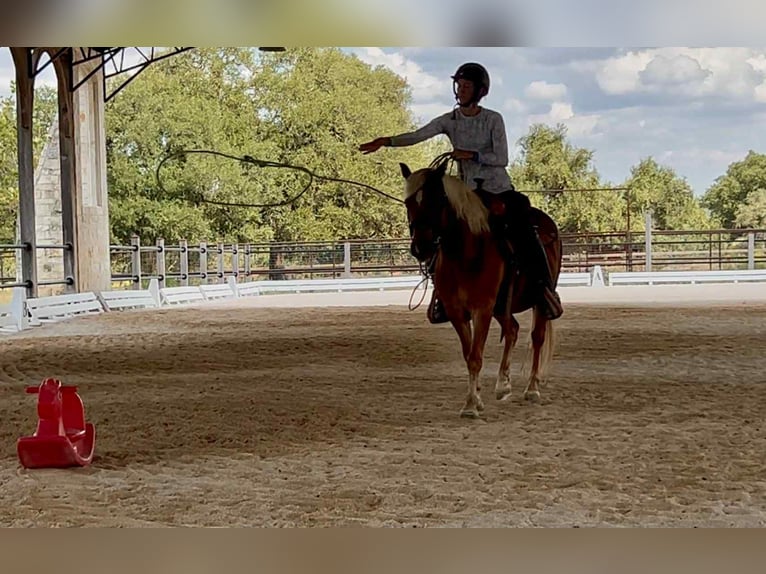 Haflinger Gelding 10 years 13 hh Chestnut in Canyon TX