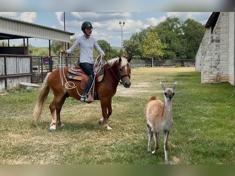 Haflinger Gelding 10 years 13 hh Chestnut in Canyon TX
