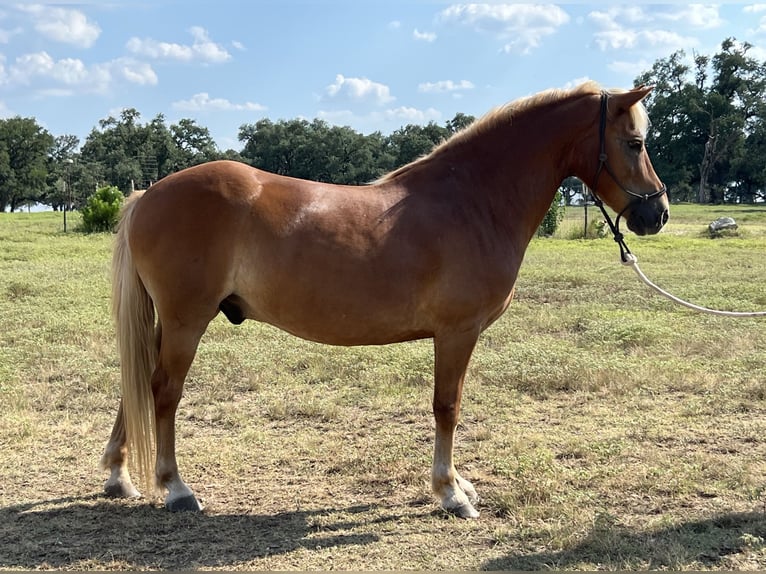 Haflinger Gelding 10 years 13 hh Chestnut in Canyon TX