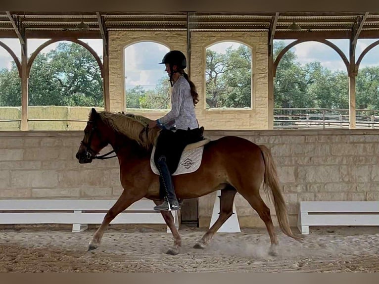 Haflinger Gelding 10 years 13 hh Chestnut in Canyon TX
