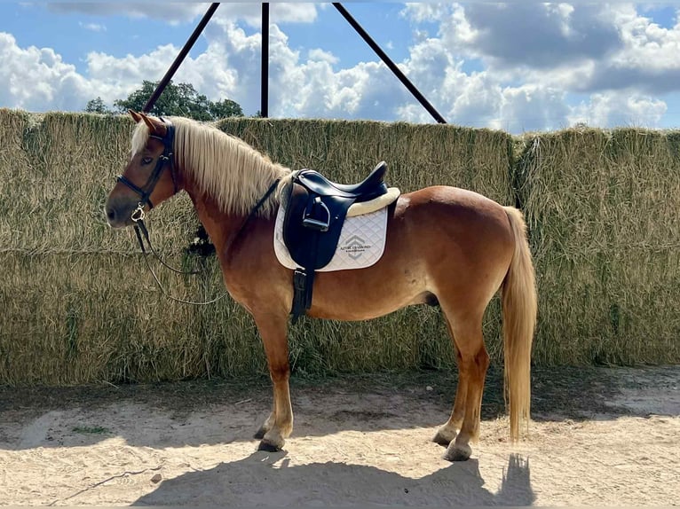 Haflinger Gelding 10 years 13 hh Chestnut in Canyon TX
