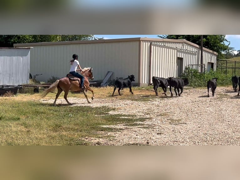 Haflinger Gelding 10 years 13 hh Chestnut in Canyon TX