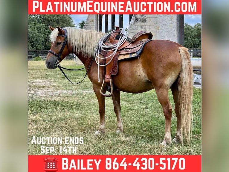 Haflinger Gelding 10 years 13 hh Chestnut in Canyon TX