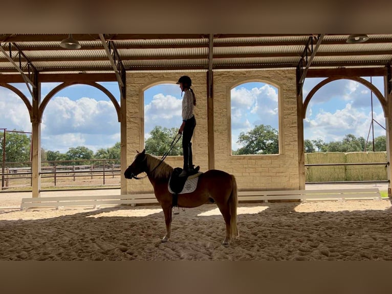 Haflinger Gelding 10 years 13 hh Chestnut in Canyon TX