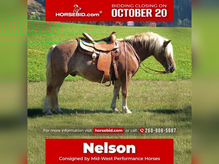 Haflinger Gelding 10 years 13,2 hh Roan-Red in Saint Joe