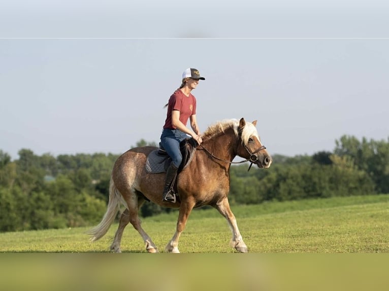 Haflinger Gelding 10 years 13,2 hh Roan-Red in Saint Joe