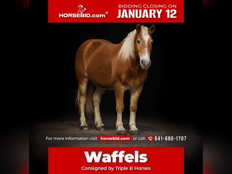 Haflinger Gelding 10 years 13,2 hh Sorrel in Plano