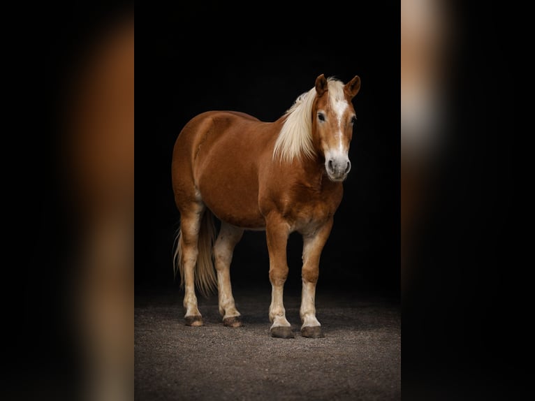 Haflinger Gelding 10 years 13,2 hh Sorrel in Plano