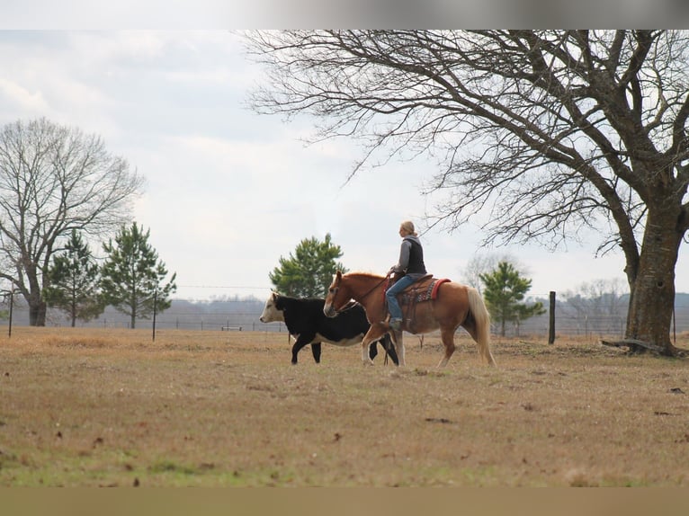 Haflinger Gelding 10 years 13,2 hh Sorrel in Plano