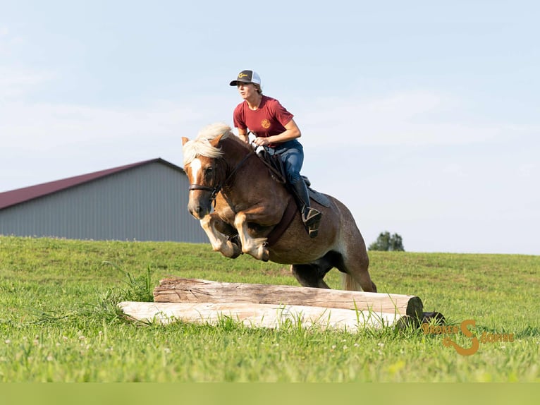 Haflinger Gelding 10 years 13,2 hh Sorrel in Sweet Springs MO