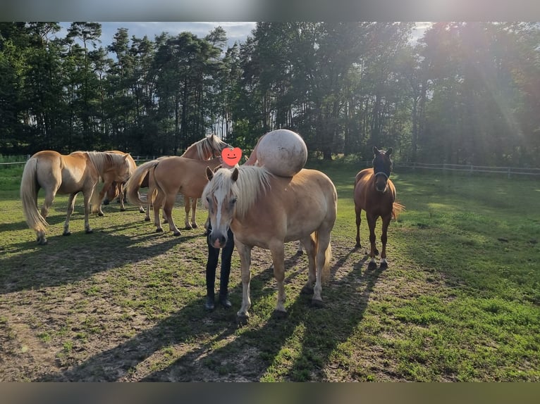 Haflinger Gelding 10 years 14.2 hh Chestnut-Red in Herzberg