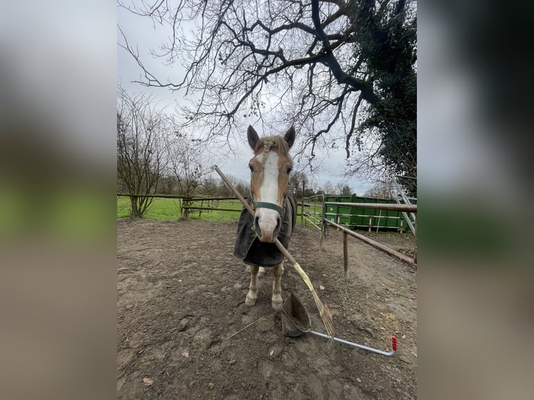 Haflinger Gelding 10 years 14.3 hh Chestnut-Red in Düsseldorf