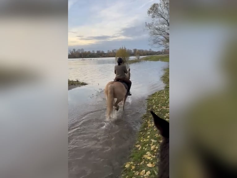 Haflinger Gelding 10 years 14.3 hh Chestnut-Red in Düsseldorf