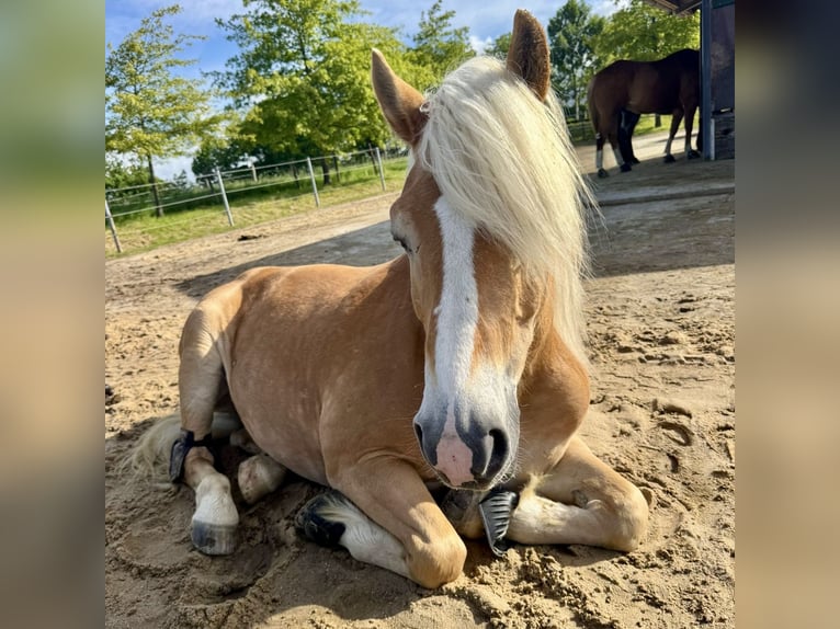 Haflinger Gelding 10 years 14.3 hh Chestnut-Red in Mettmann