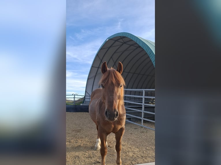 Haflinger Mix Gelding 10 years 14.3 hh Chestnut-Red in Oberneisen
