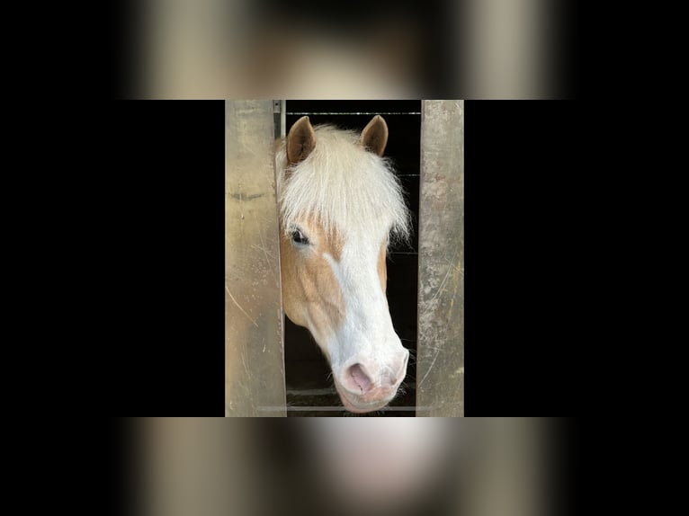 Haflinger Gelding 10 years 14 hh in Wedemark