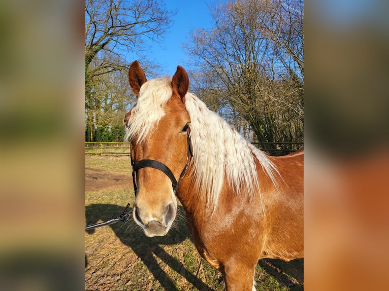 Haflinger Gelding 10 years 14,1 hh Chestnut in Lunteren