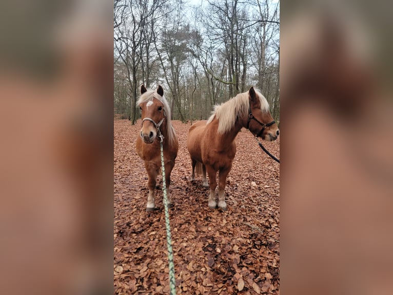 Haflinger Mix Gelding 10 years 14,1 hh Chestnut in Lunteren