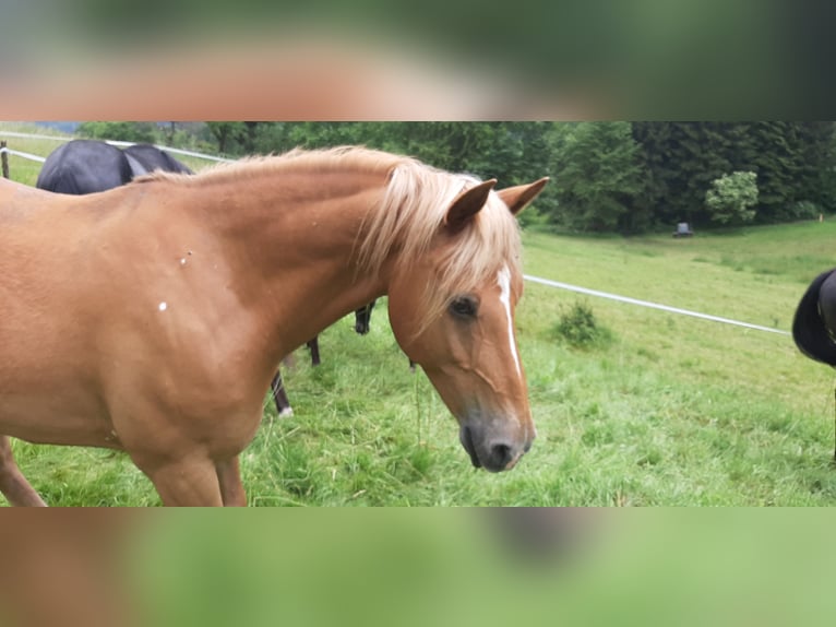 Haflinger Mix Gelding 10 years 14,1 hh Chestnut-Red in Bensheim
