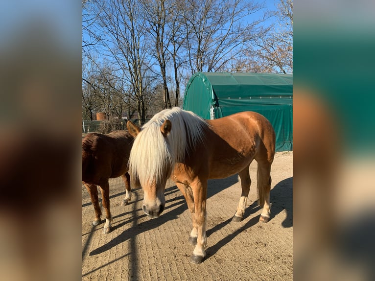 Haflinger Gelding 10 years 14,2 hh Chestnut-Red in München
