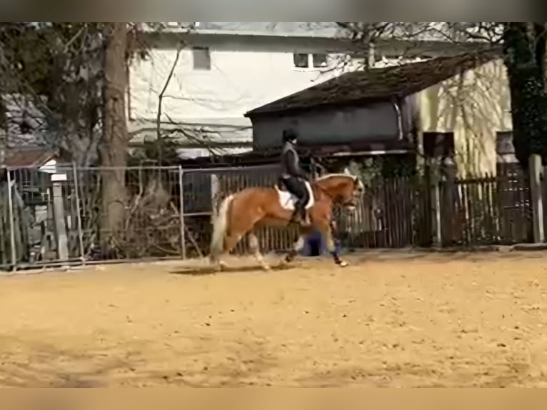 Haflinger Gelding 10 years 14,2 hh Chestnut-Red in München