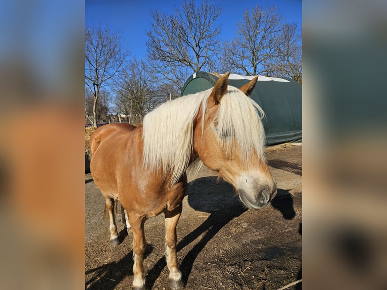 Haflinger Gelding 10 years 14,2 hh Chestnut-Red in München