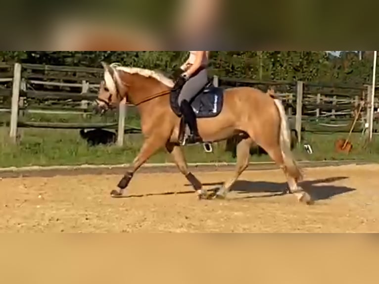 Haflinger Gelding 10 years 14,2 hh Chestnut-Red in München