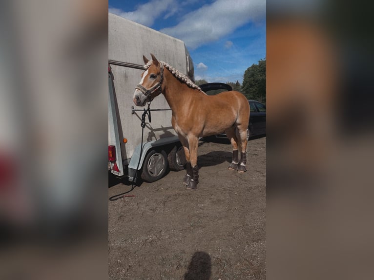 Haflinger Gelding 10 years 14,2 hh Chestnut-Red in Reitsberg
