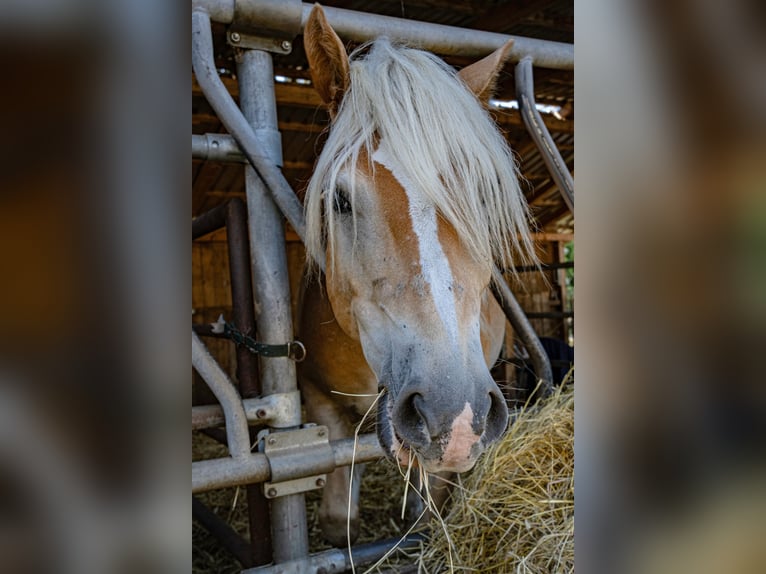 Haflinger Gelding 10 years 14,2 hh Chestnut-Red in Herzberg
