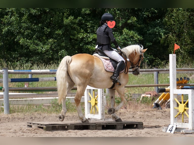 Haflinger Gelding 10 years 14,2 hh Chestnut-Red in Herzberg