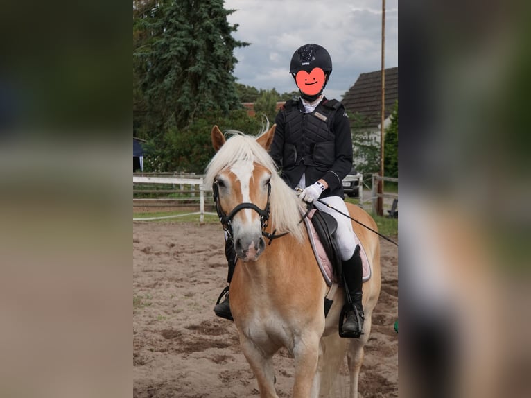 Haflinger Gelding 10 years 14,2 hh Chestnut-Red in Herzberg